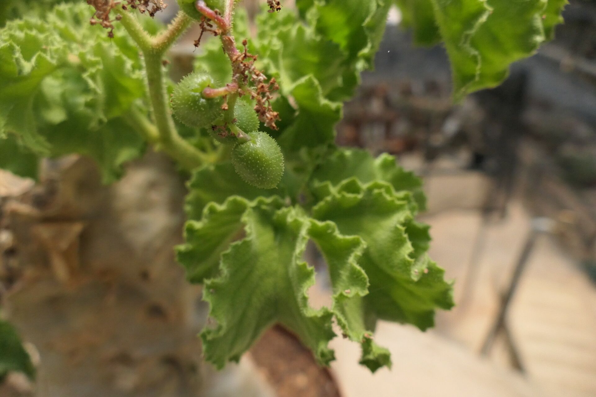 Cyphostemma uter — houseplant care guide