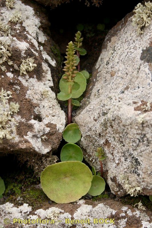 Umbilicus gaditanus habit