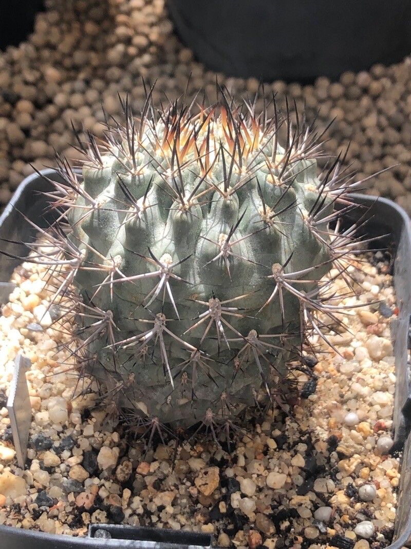 Eriosyce curvispina — houseplant care guide