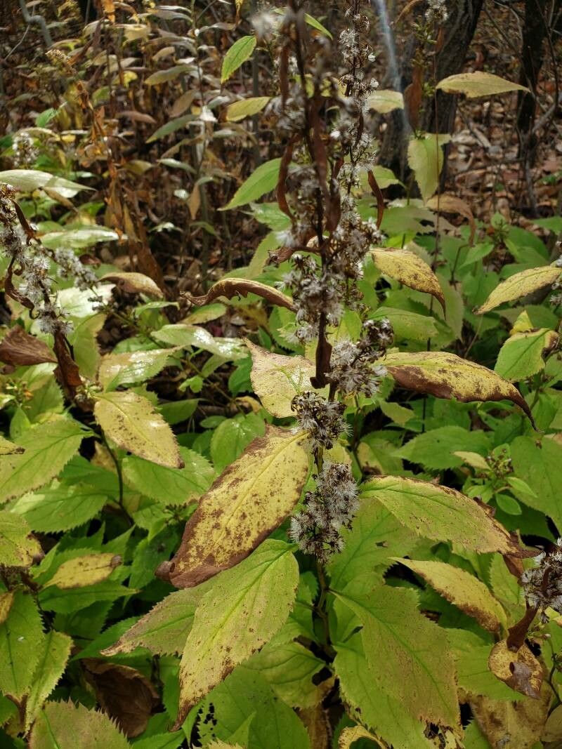 Solidago flexicaulis fruit
