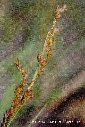 Machaerina deplanchei flower