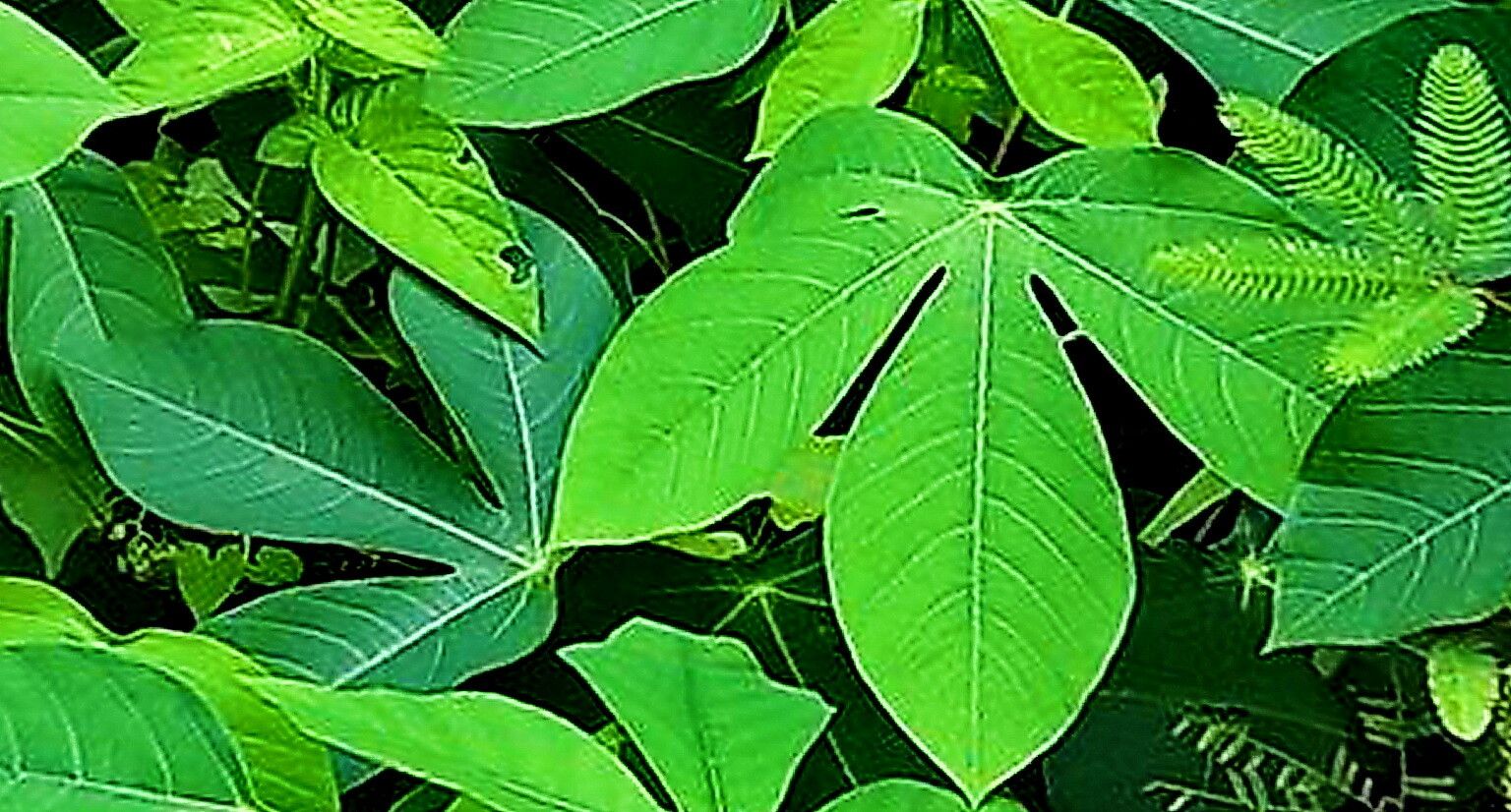 Manihot carthagenensis — related species from the same genus