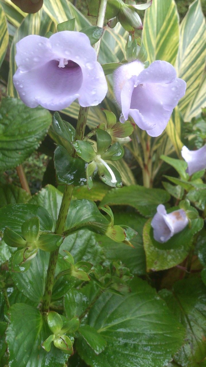Gloxinia perennis flower