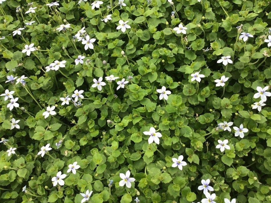 Lobelia pedunculata habit