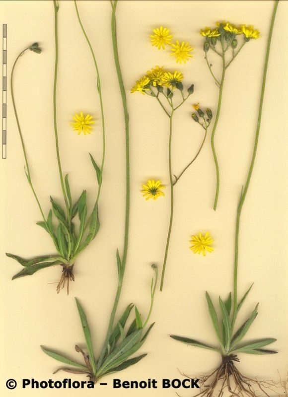 Pilosella rothiana — search result for 'Pilosella'