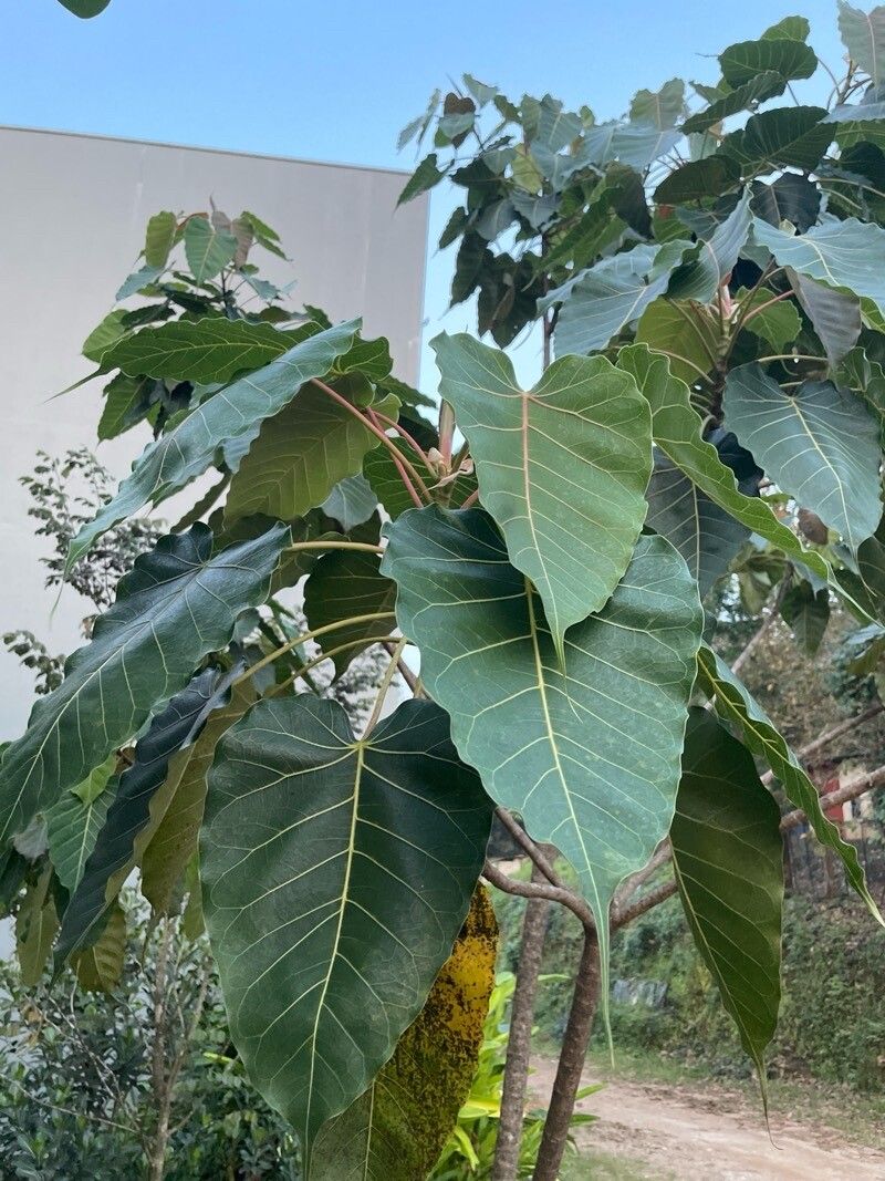 Ficus arnottiana — houseplant care guide