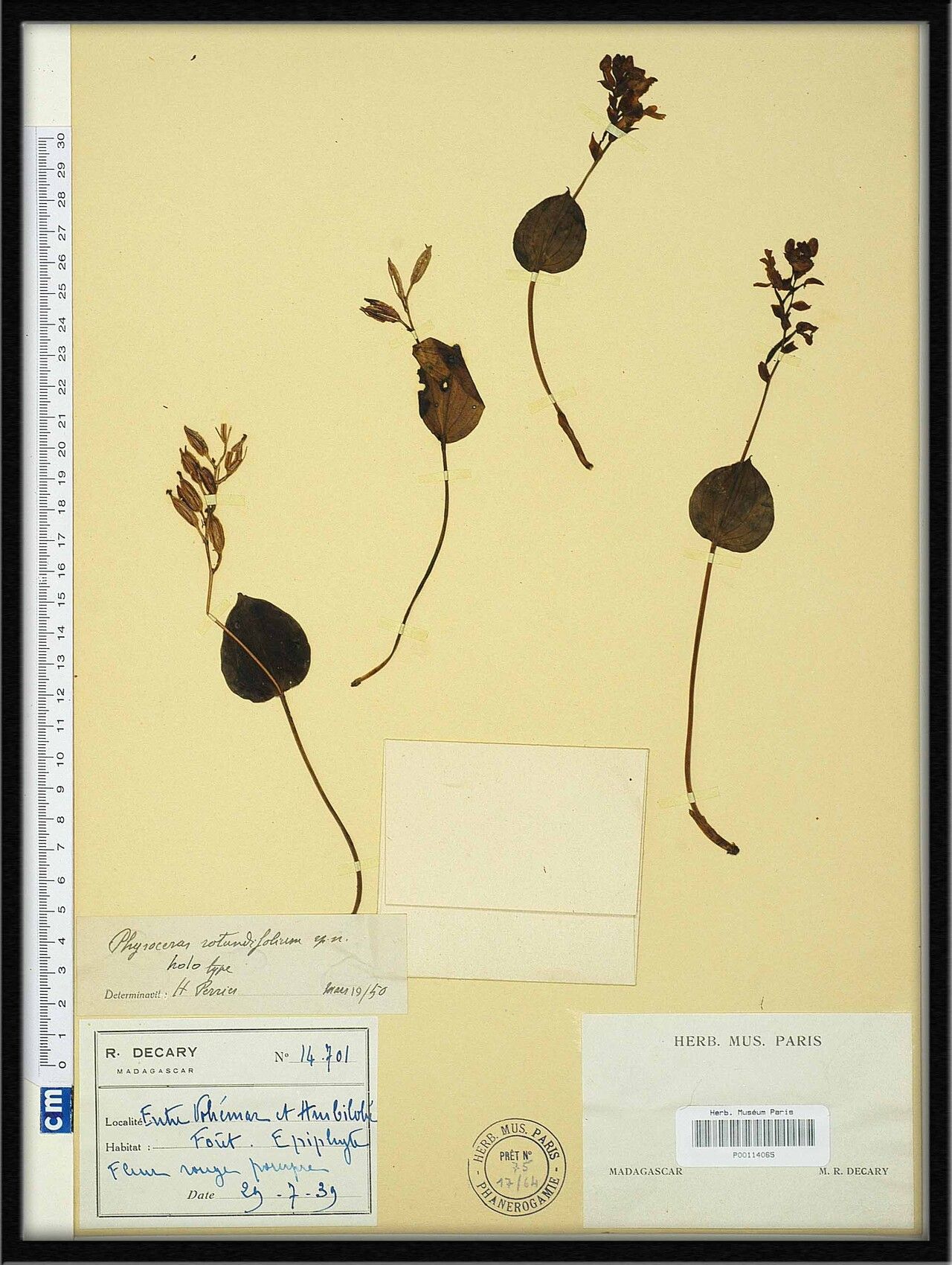 Cynorkis rotundifolia — houseplant care guide