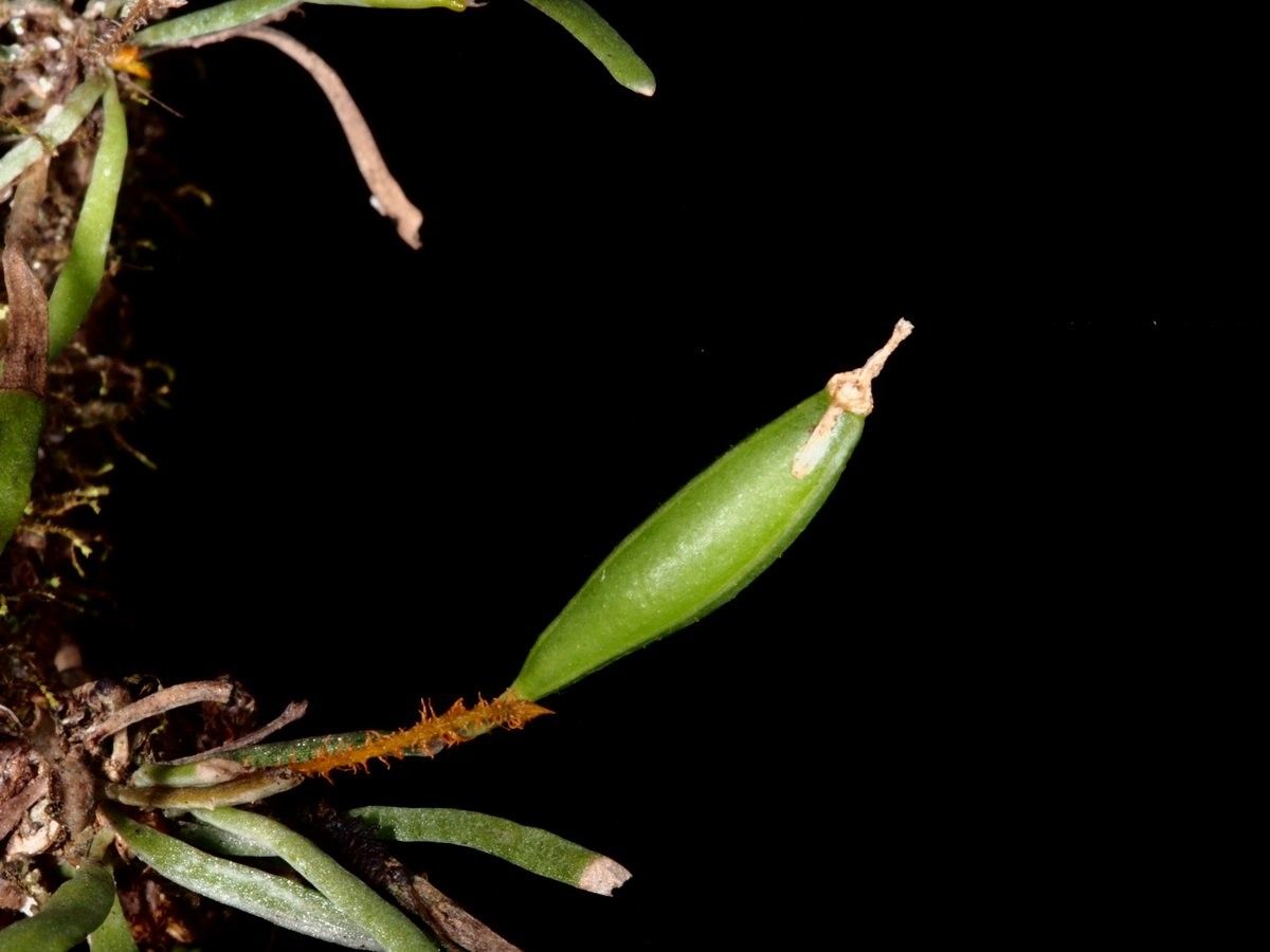 Taeniophyllum hirtum fruit