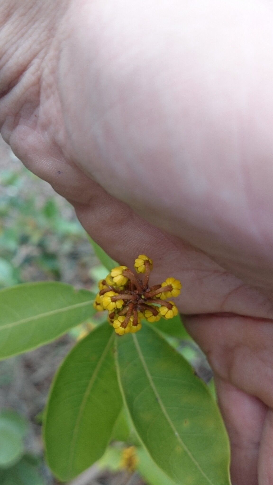 Byrsonima intermedia — houseplant care guide