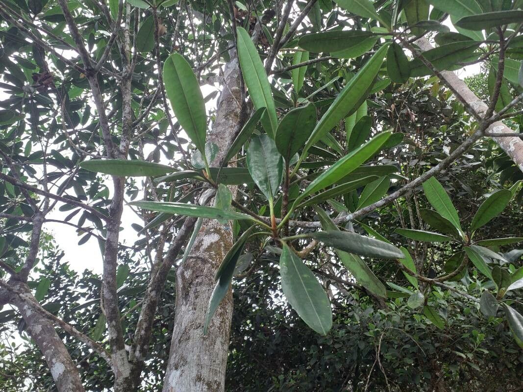 Borneodendron aenigmaticum — houseplant care guide