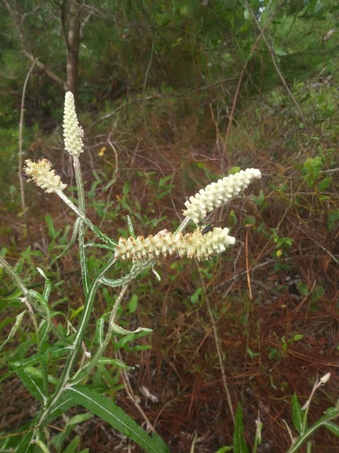 Pterocaulon pycnostachyum flower