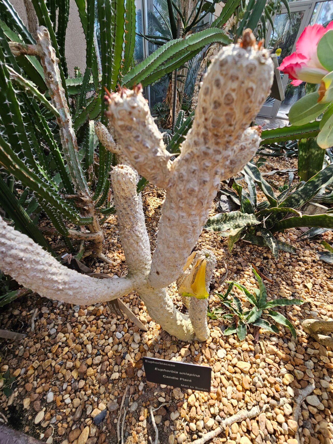 Euphorbia unispina — houseplant care guide