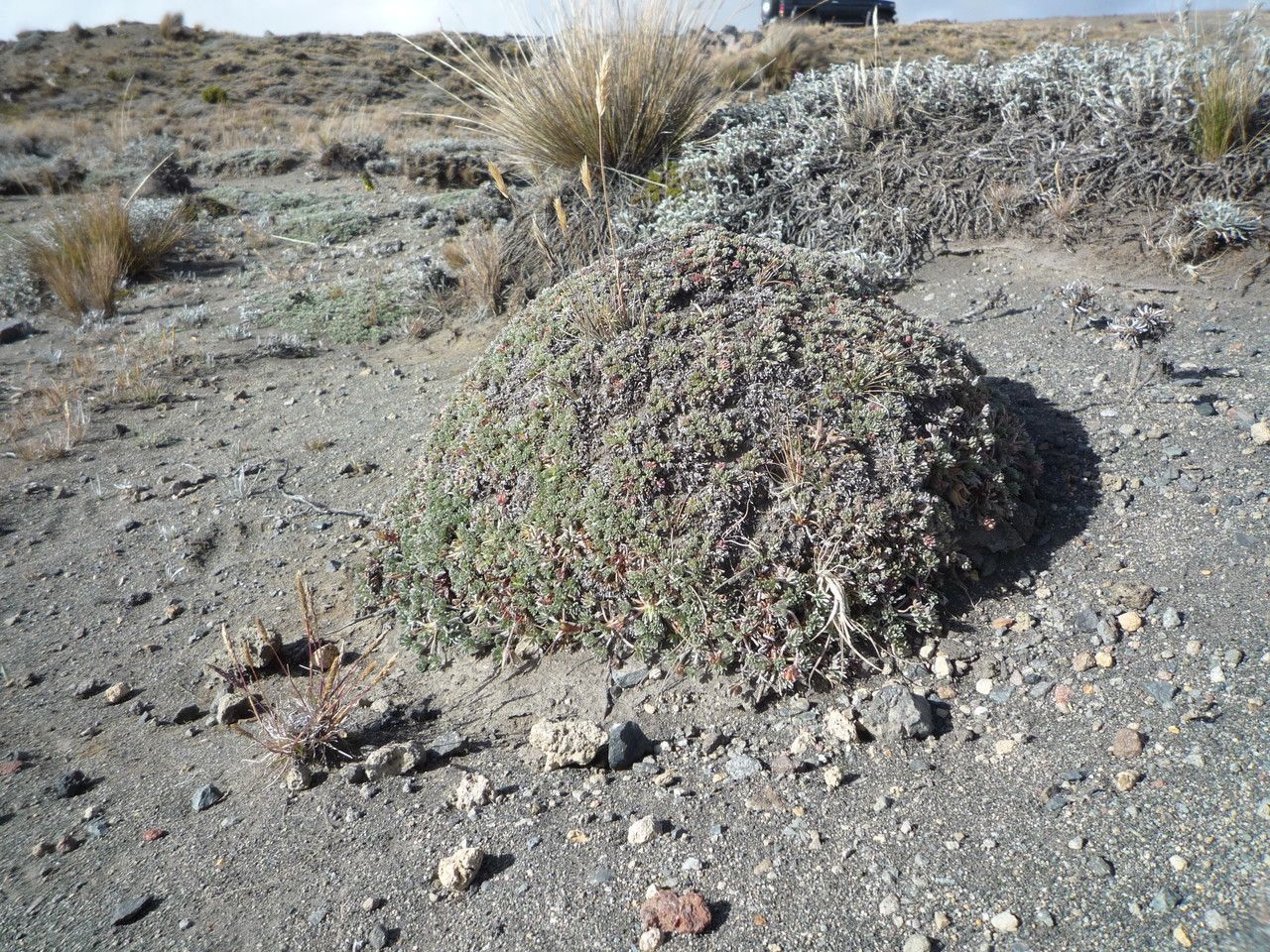 Geranium ecuadoriense habit