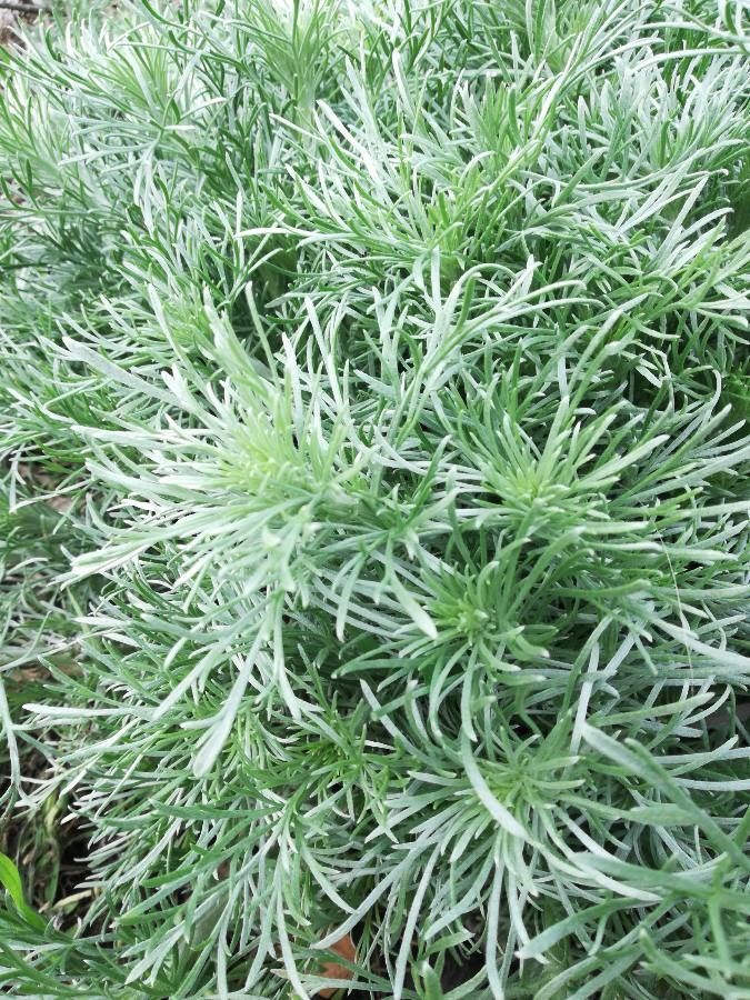 Artemisia spp. — medical plant houseplant