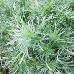 Artemisia spp.