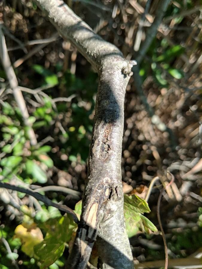 Morella pensylvanica bark
