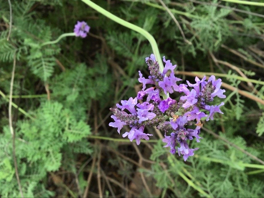 Lavandula minutolii flower