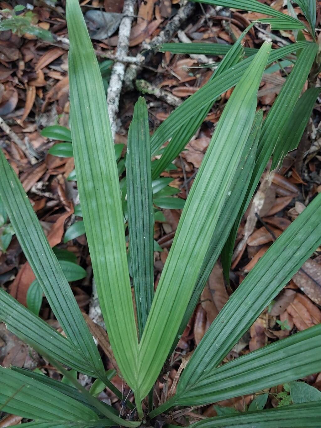 Dypsis mahia — search result for 'Dypsis'