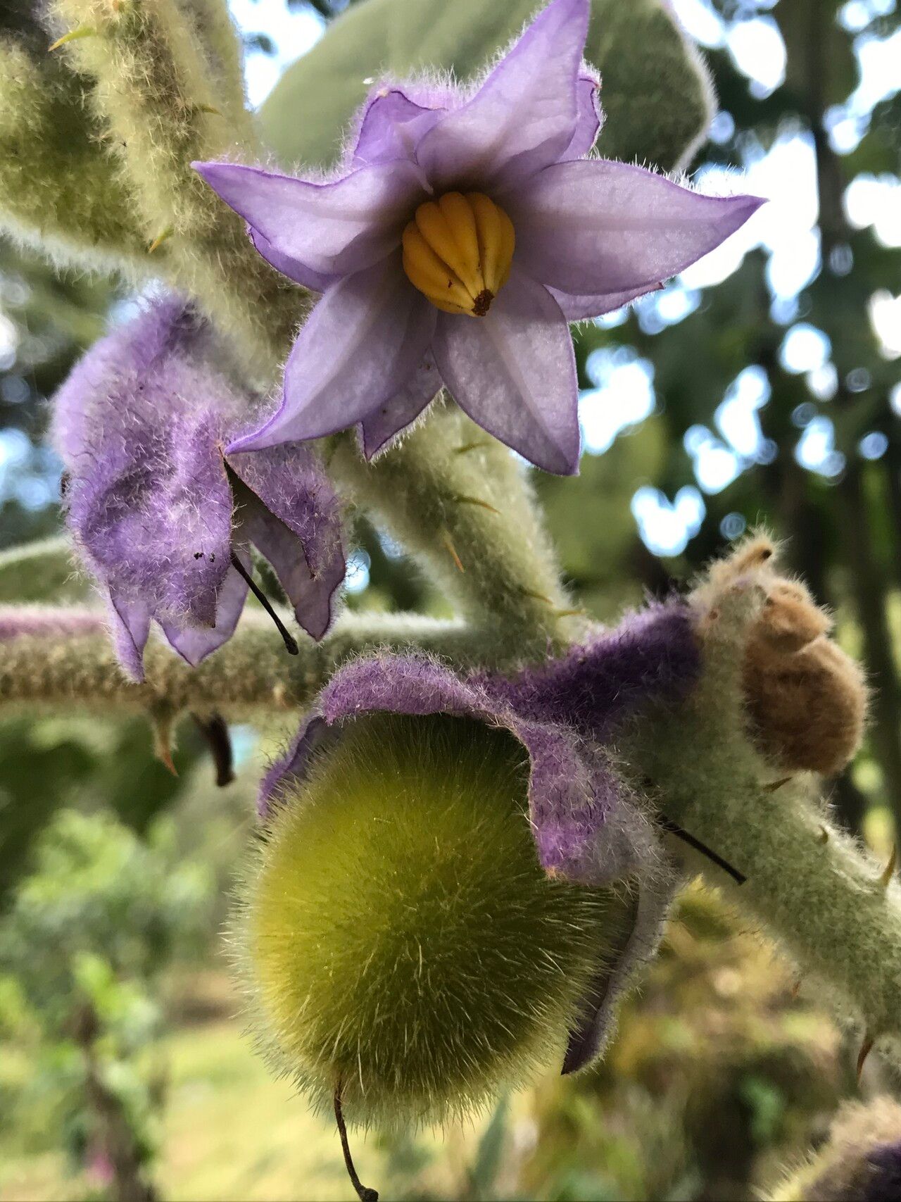 Solanum vestissimum flower