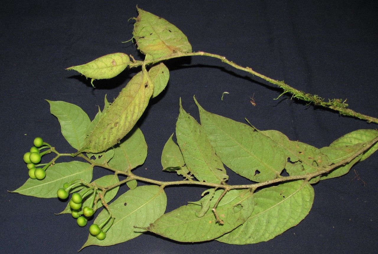 Solanum armentalis other