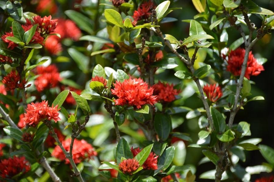 Metrosideros humboldtiana — search result for 'Metrosideros'