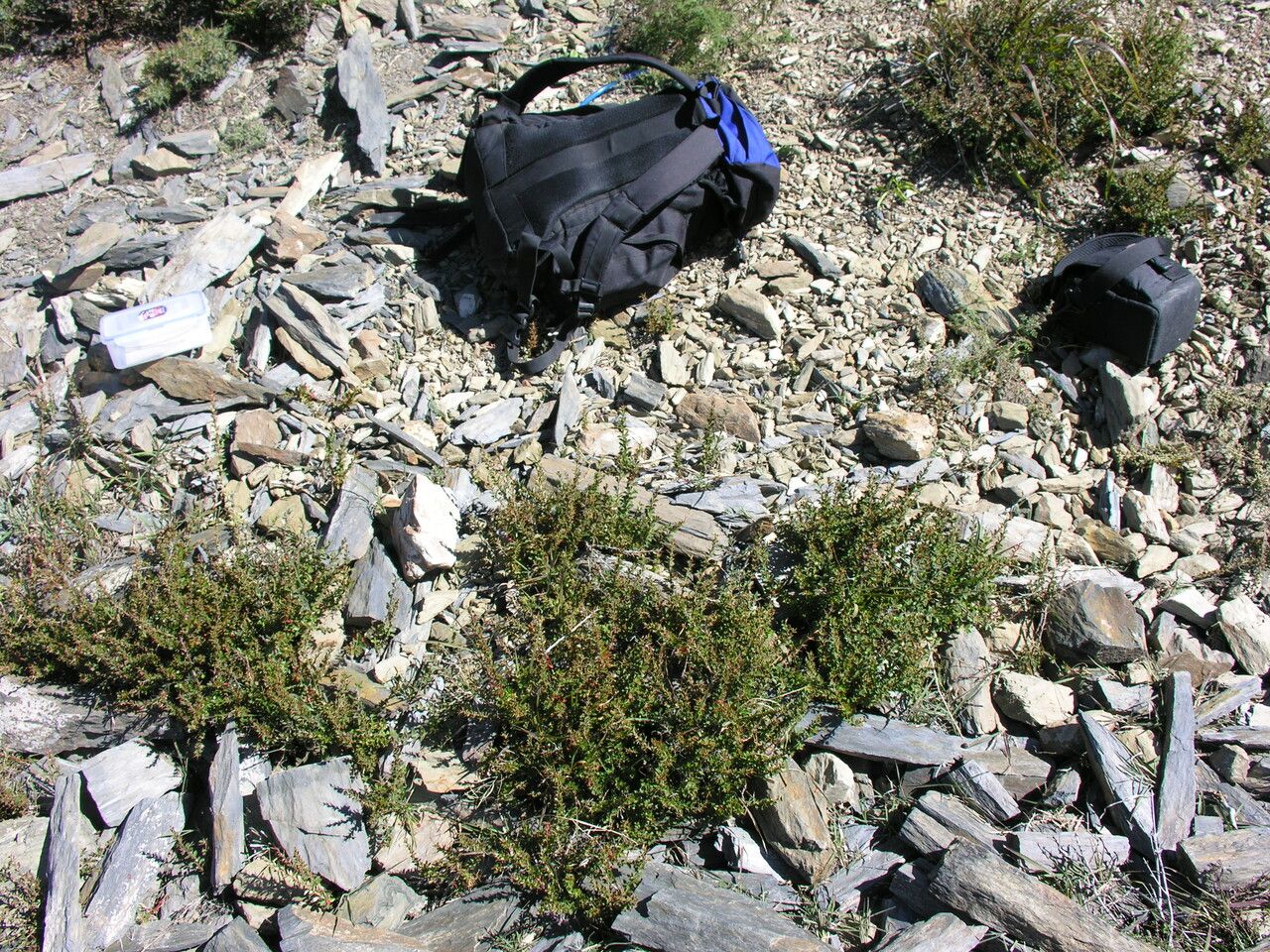 Berberis pendryi — houseplant care guide