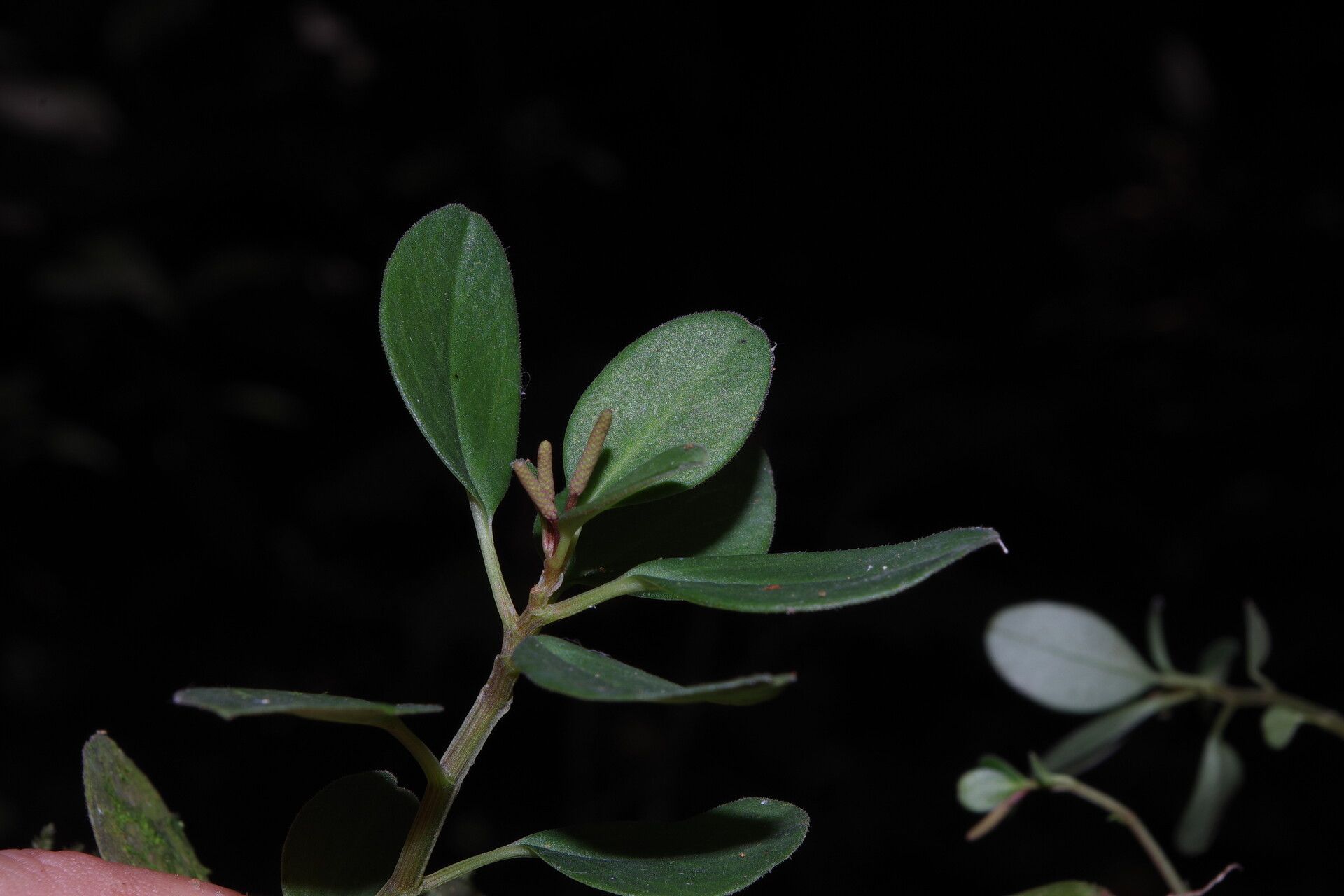 Peperomia thomeana — houseplant care guide