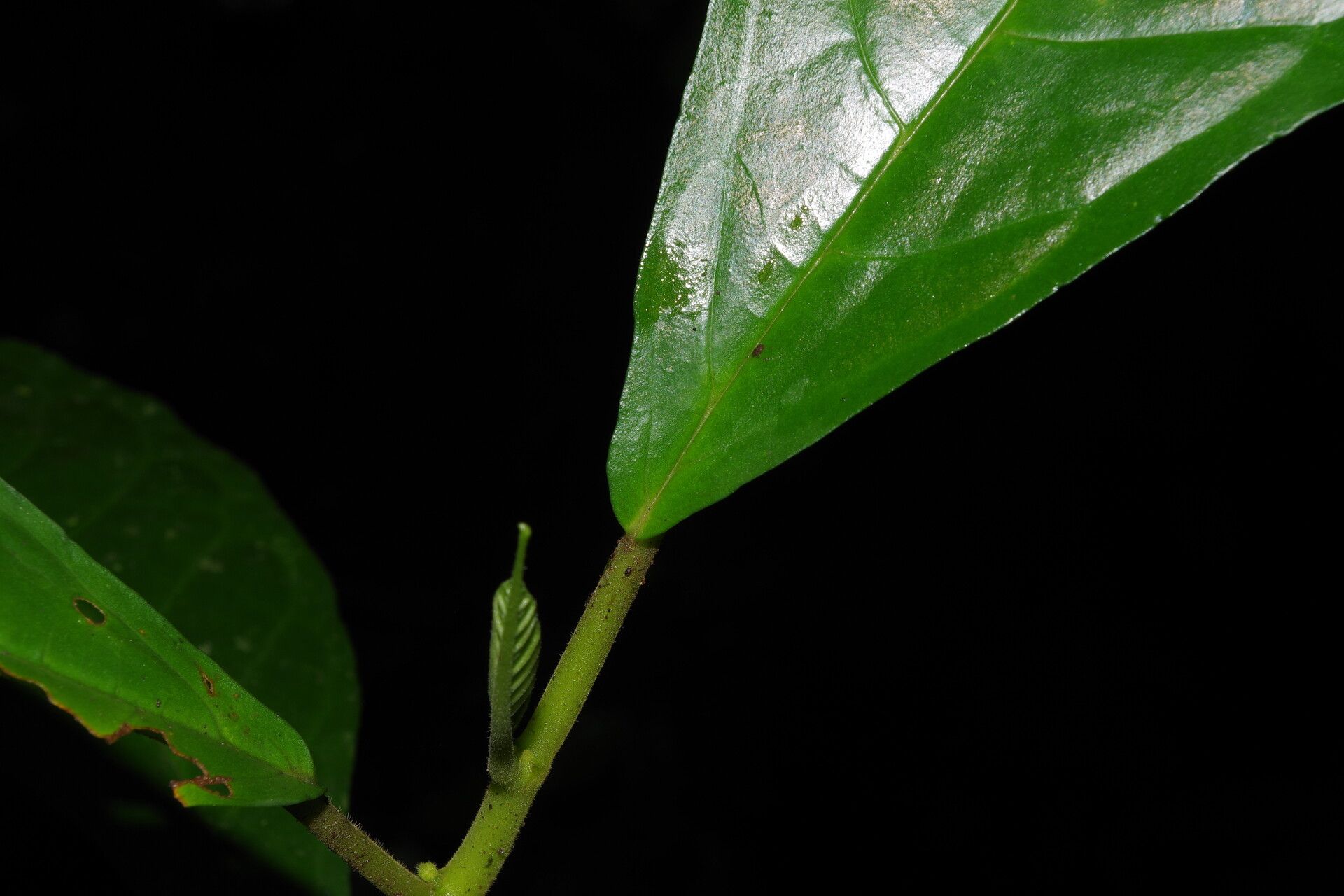 Dorstenia ciliata leaf
