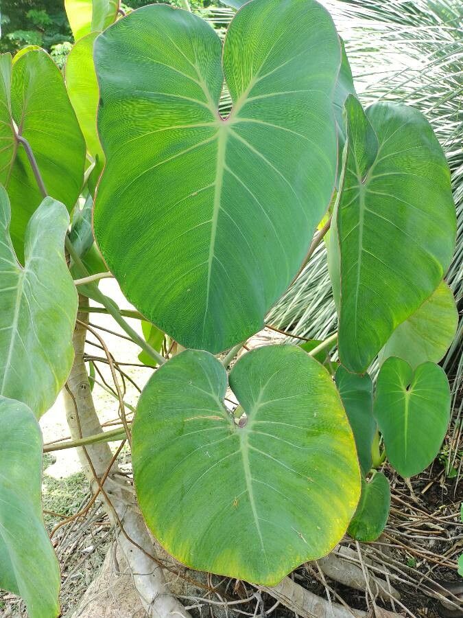 Philodendron ricardoi — search result for 'Philodendron'