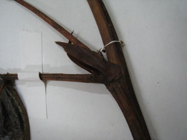 Inga macrophylla — houseplant care guide