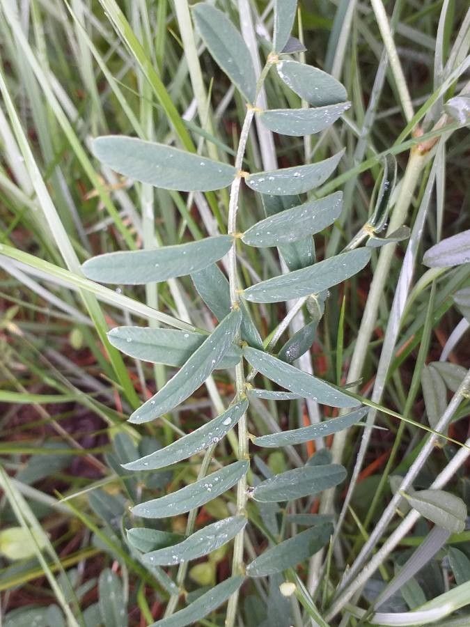 Onobrychis viciifolia leaf