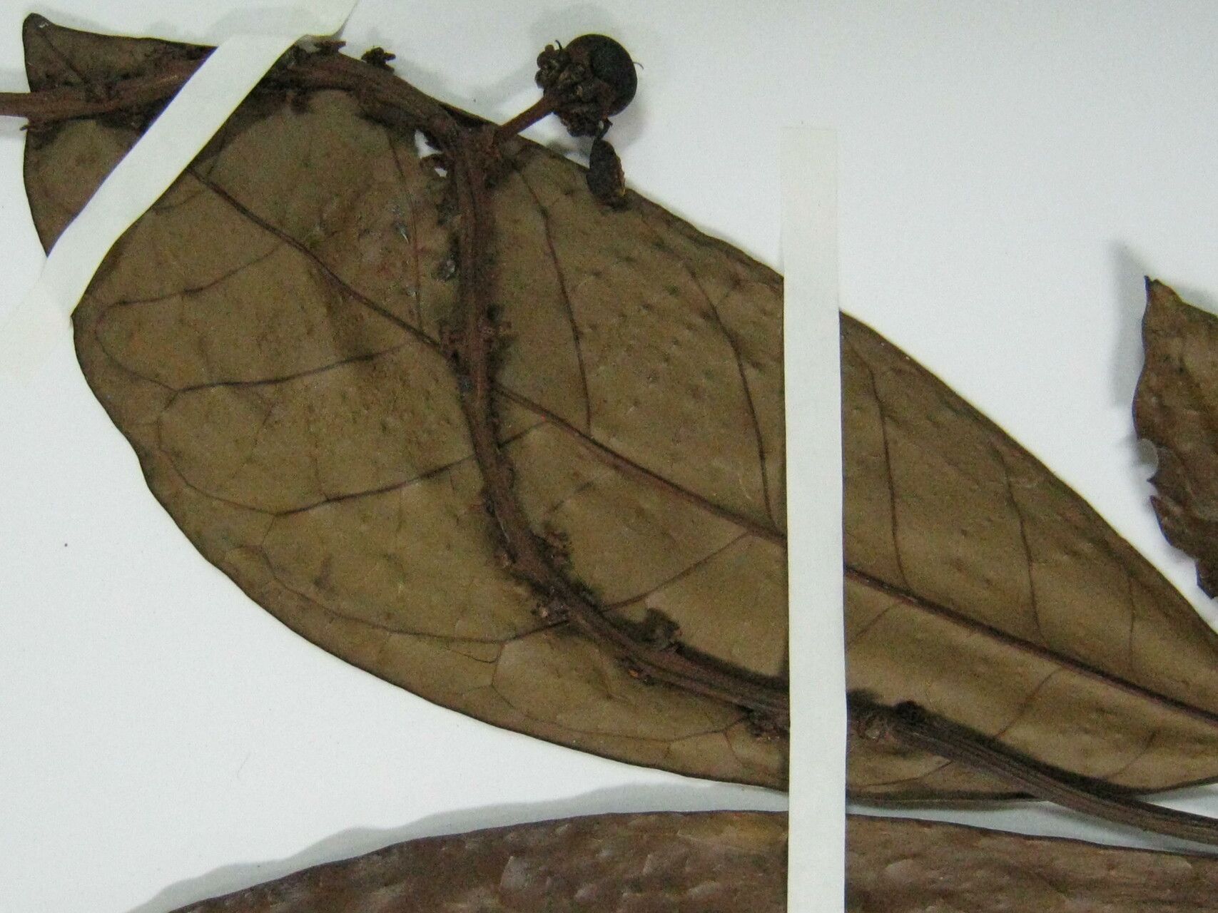 Byrsonima christianeae — related species from the same genus