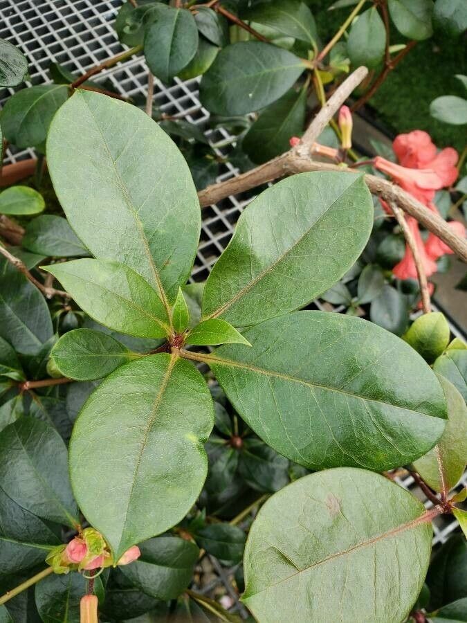 Rhododendron lochiae leaf