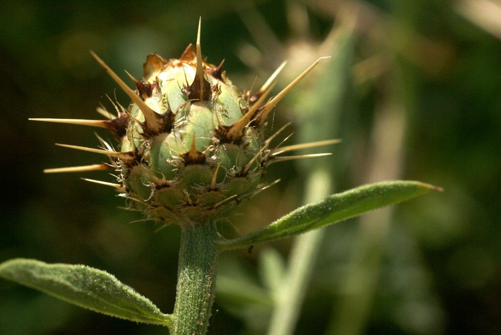 Centaurea sicula fruit