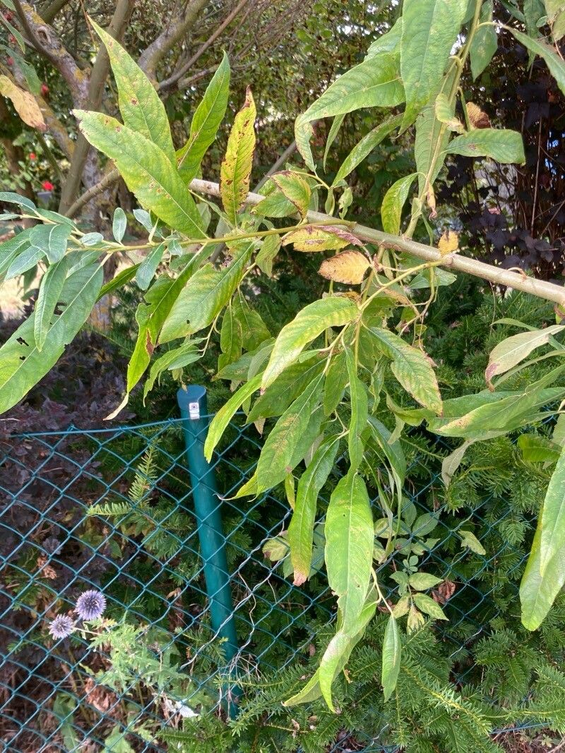 Salix x sericans — houseplant care guide