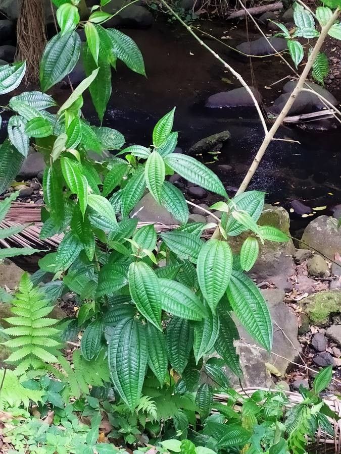 Clidemia hirta — search result for 'Melastomataceae'