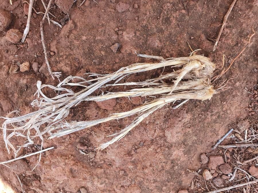 Digitaria macroblephara bark