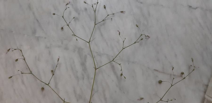 Eriogonum trichopes fruit