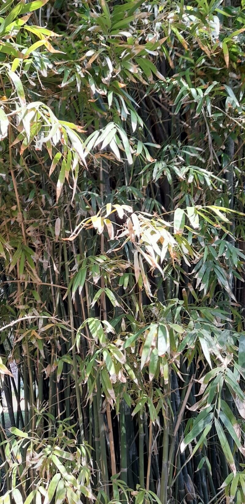 Guadua chacoensis habit