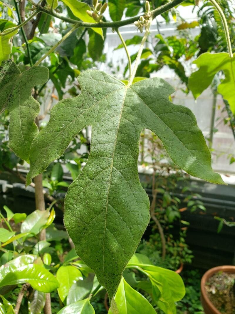 Brachychiton acerifolius — search result for 'Malvaceae'