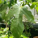 Brachychiton acerifolius