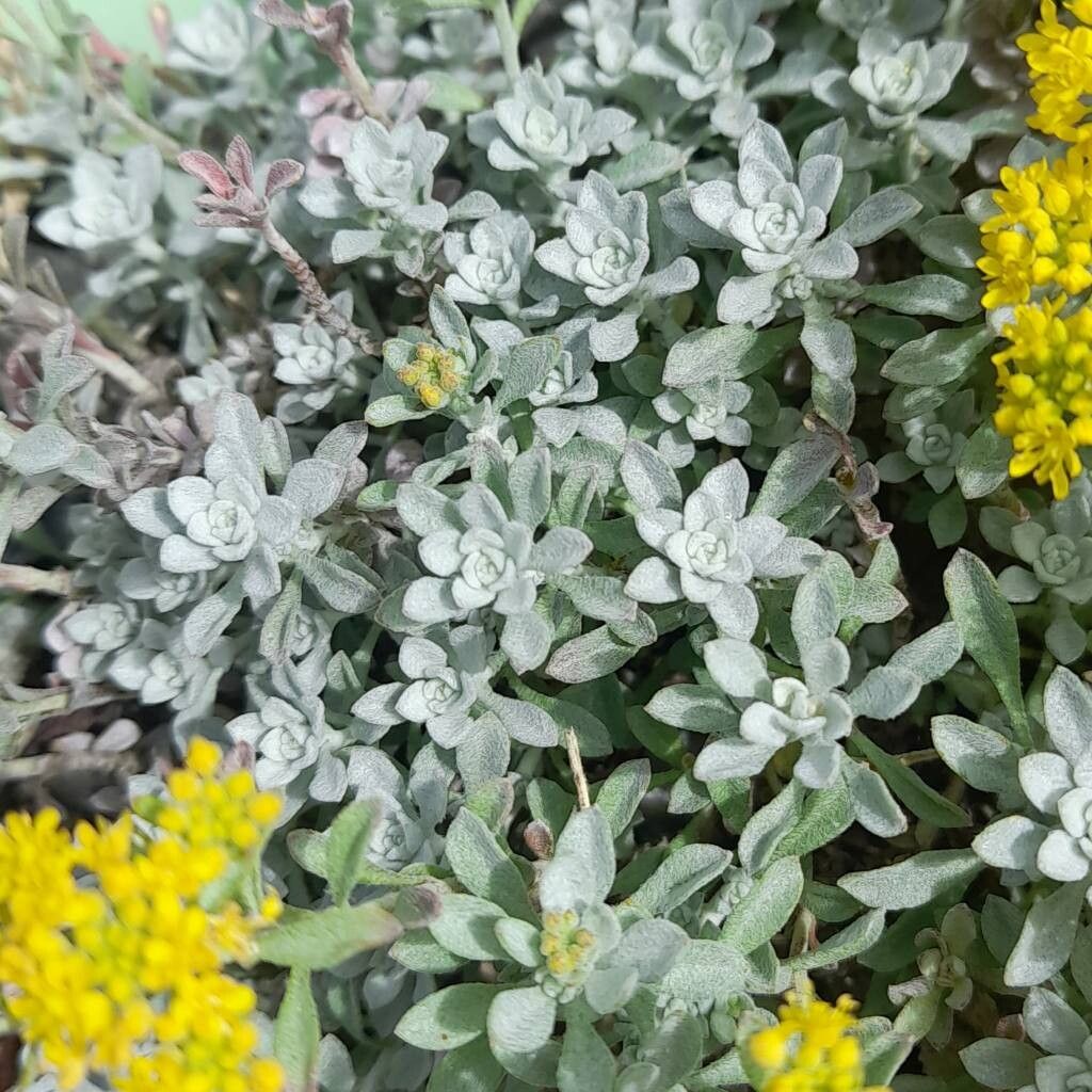 Odontarrhena smolikana — houseplant care guide