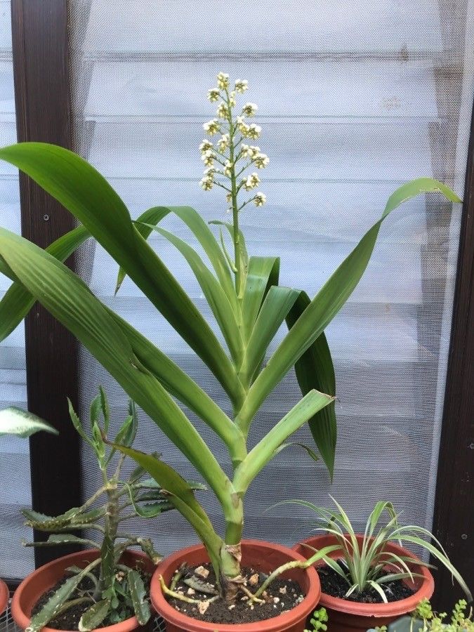 Xiphidium caeruleum leaf