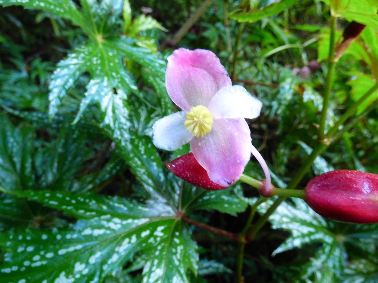Begonia diadema flower