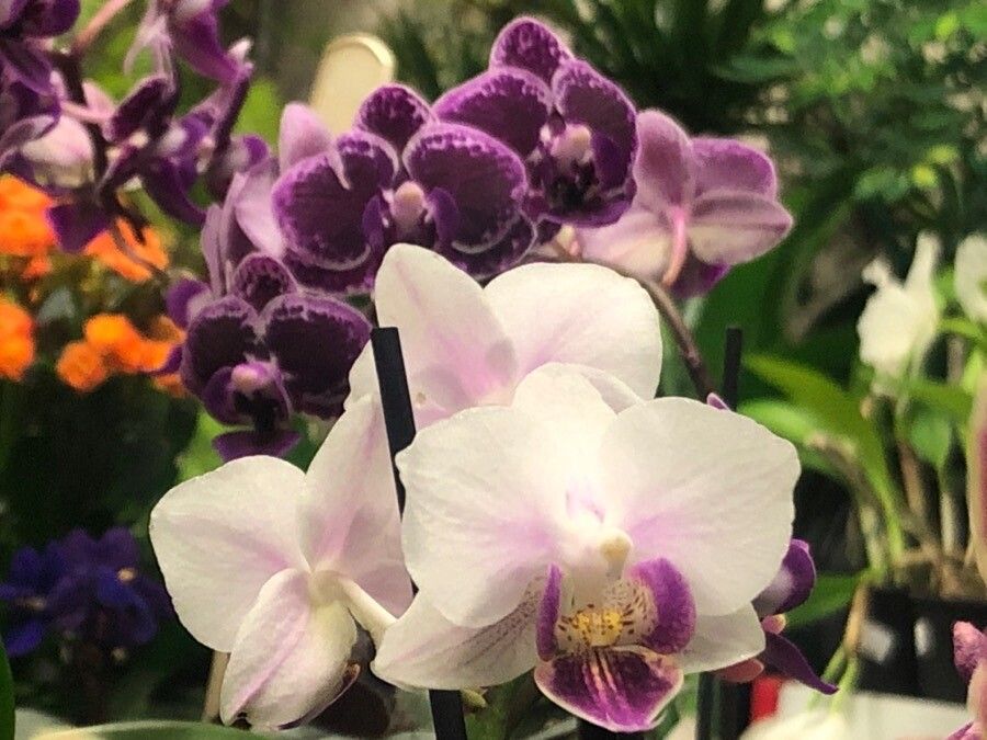 Phalaenopsis spp. flower