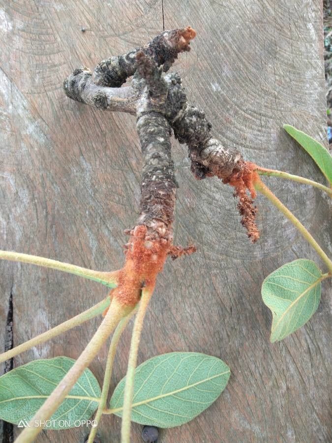 Lannea discolor — search result for 'Angola'