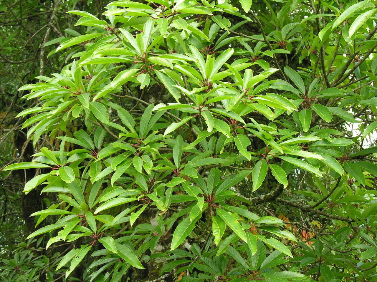 Daphniphyllum chartaceum habit