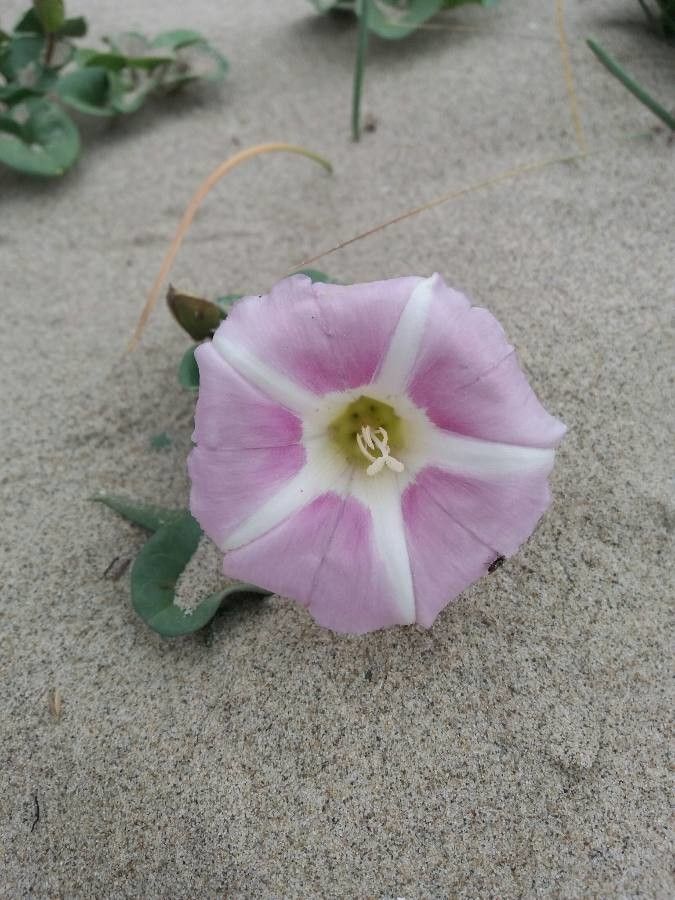 Calystegia soldanella flower