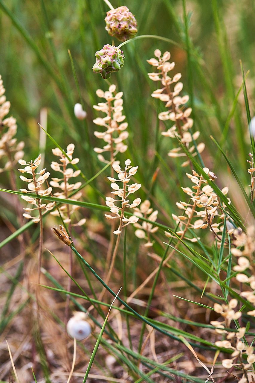 Lepidium nitidum flower