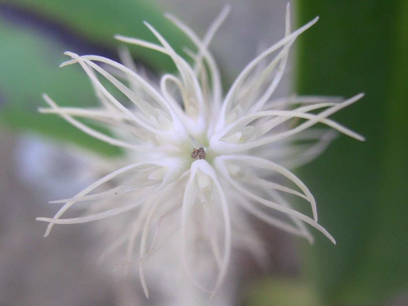 Bulbophyllum cocoinum — houseplant care guide